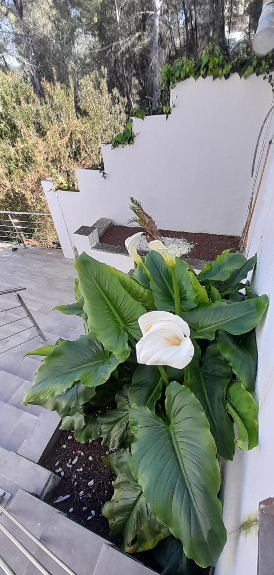 Villa Avril Piscina Privada Y Amplias Terrazas Olivella Eksteriør billede